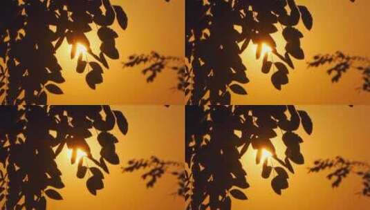 夕阳下唯美树叶随风摇曳剪影空镜高清在线视频素材下载