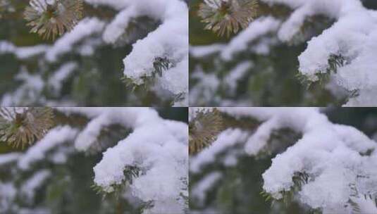 雪覆盖了松树的叶子高清在线视频素材下载