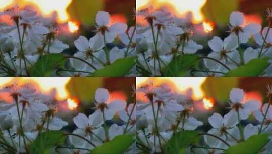 盛开的樱花 (4)高清在线视频素材下载
