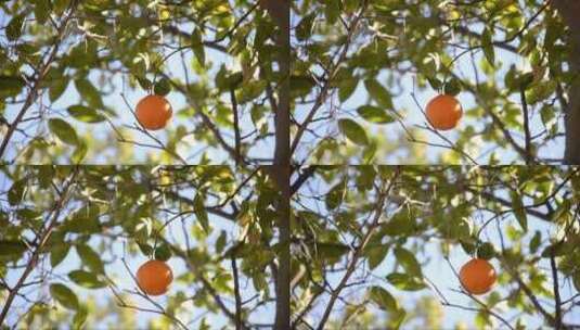 树上的橘子熟了高清在线视频素材下载