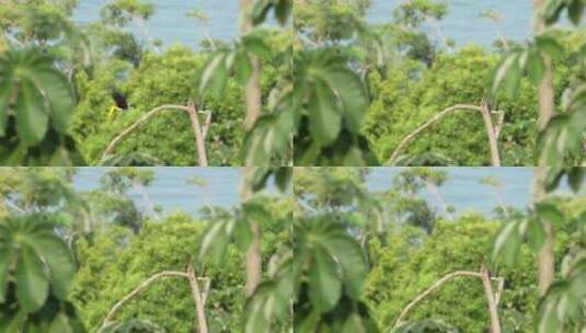 树枝上的鸟高清在线视频素材下载