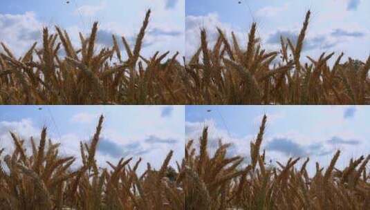 秋田丰收饱满的大麦稻谷高清在线视频素材下载