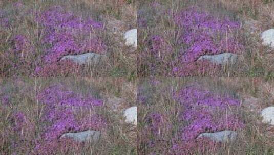 田野里的紫色花朵高清在线视频素材下载