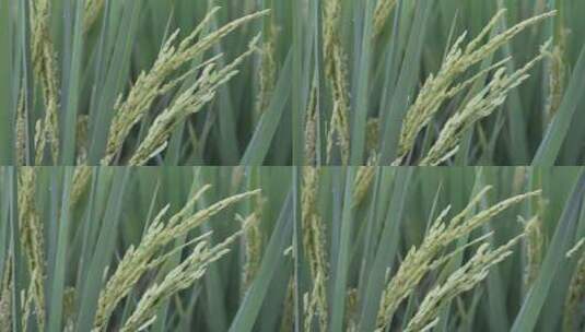 水稻稻穗高清在线视频素材下载