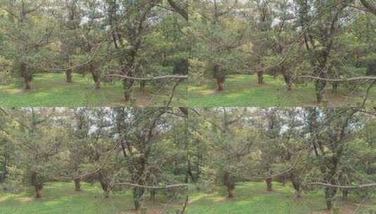 草坪中的松树高清在线视频素材下载