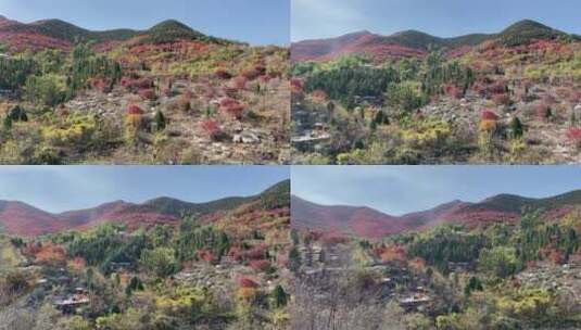 济南捎近村，秋天满山红叶成近郊游高清在线视频素材下载