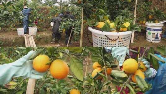 赣南脐橙果园采摘脐橙丰收的季节硕果累累高清在线视频素材下载