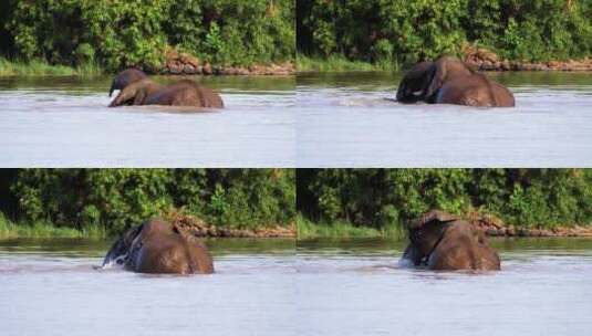 大象在河里游泳高清在线视频素材下载