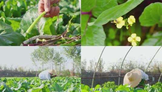 红菜苔产地高清在线视频素材下载