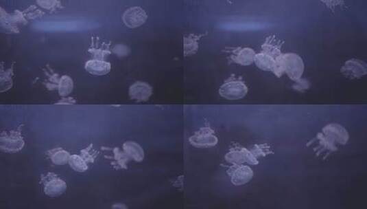 水中浮游水母高清在线视频素材下载