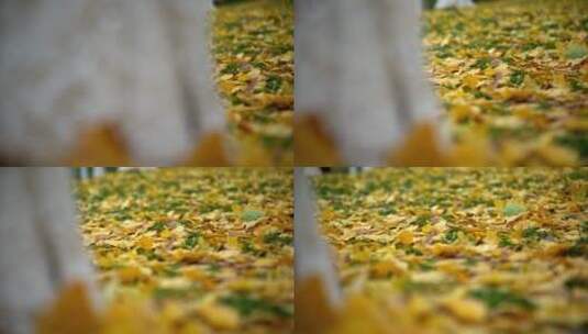 8K高清银杏实拍视频高清在线视频素材下载