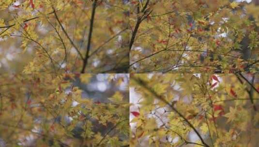 秋天枫叶高清在线视频素材下载