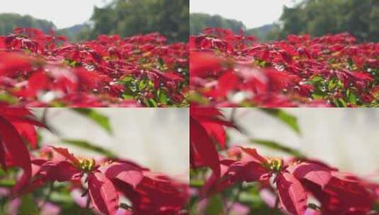 一品红鲜花红花蜜蜂采蜜高清在线视频素材下载