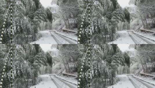 竹林冬日雪景实拍慢动作高清在线视频素材下载