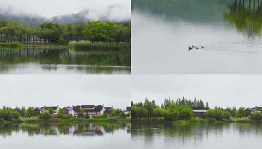 杭州湘湖初夏雨季水鸟空镜合集高清在线视频素材下载