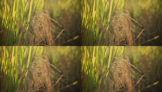 4k秋天暖阳下稻田稻禾稻谷丰收收获的画面高清在线视频素材下载