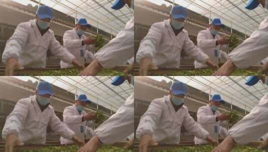 名茶湖北恩施州非遗技艺手工茶玉露茶蒸青茶高清在线视频素材下载