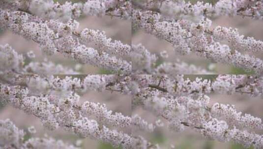 春天里的白樱在风中飘扬高清在线视频素材下载