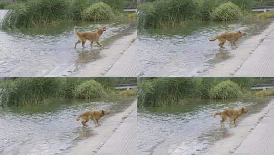 4K狗抖动身体上的水高清在线视频素材下载