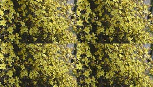 春天盛开的黄色迎春花随风摇曳慢镜头高清在线视频素材下载