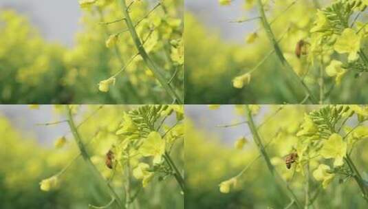 春天油菜花蜜蜂高清在线视频素材下载