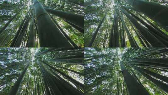 竹子竹林天空低角度高清在线视频素材下载