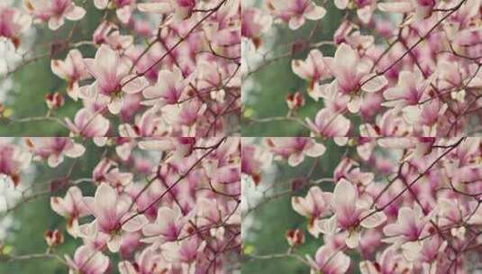 春天开满玉兰花的枝头高清在线视频素材下载