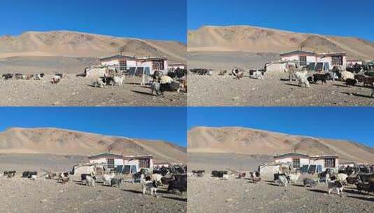 西藏那曲当惹雍措湖畔牧场人家羊群风光高清在线视频素材下载