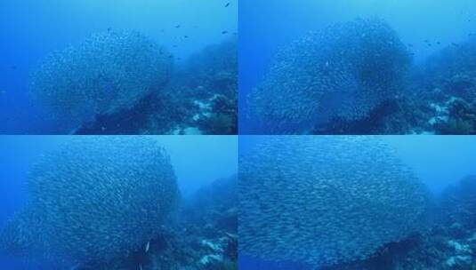 海底鱼群 杰克风暴高清在线视频素材下载