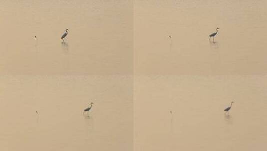 深圳湾的白鹭高清在线视频素材下载