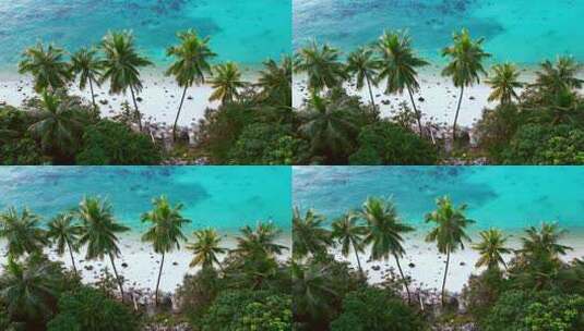 热带海滩椰子树的鸟瞰图高清在线视频素材下载