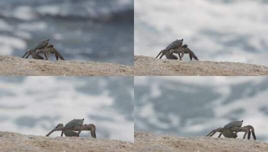 海边呆萌的螃蟹高清在线视频素材下载