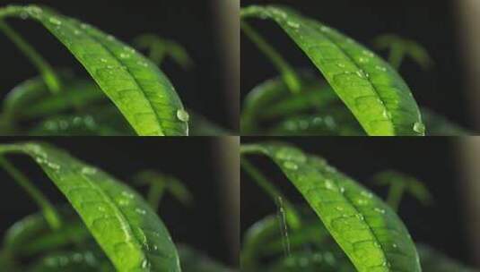 雨滴落在树叶上高清在线视频素材下载