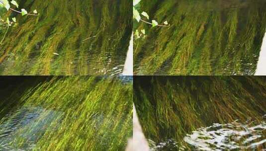 流动水草 水下绿植高清在线视频素材下载