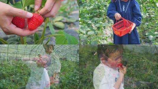 小朋友草莓采摘园高清在线视频素材下载