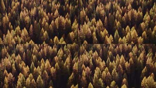 航拍秋天森林秋季原始森林高清在线视频素材下载