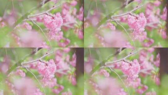 绿丛中几朵粉色的山桃花特写镜头高清在线视频素材下载