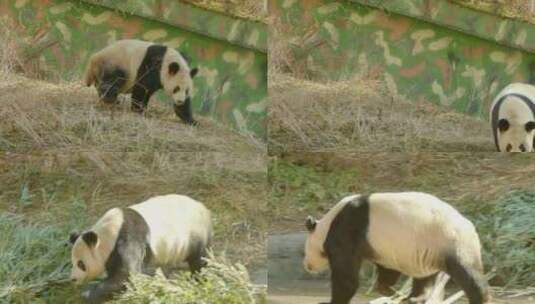 大熊猫视频素材高清在线视频素材下载
