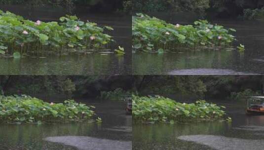 杭州西湖中式园林初夏细雨荷叶曲院风荷高清在线视频素材下载