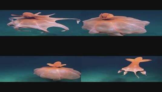 像章鱼的深海生物高清在线视频素材下载