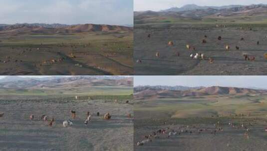 4K航拍新疆阿勒泰萨尔布拉克草原夕阳羊群高清在线视频素材下载
