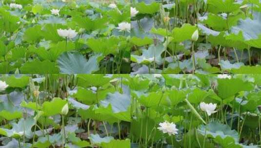 昆明翠湖公园夏天荷塘里的白莲花盛开高清在线视频素材下载