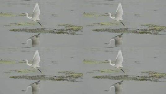 湿地的白鹭飞翔和觅食高清在线视频素材下载