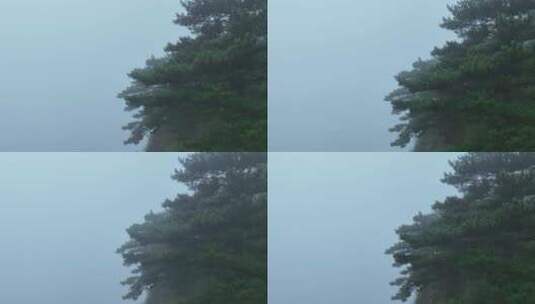 雾天松树云雾缭绕悬崖边松树山林起雾天气高清在线视频素材下载