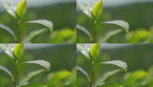 茶叶 春天 嫩叶 茶树 40高清在线视频素材下载