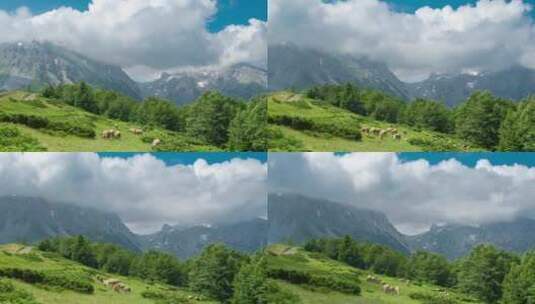 瑞士阿尔卑斯山山区牧场上的绵羊高清在线视频素材下载