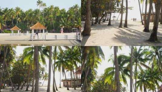 海边椰林高清在线视频素材下载