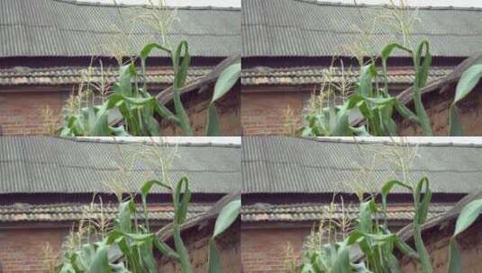 老屋土墙边种植的玉米高清在线视频素材下载