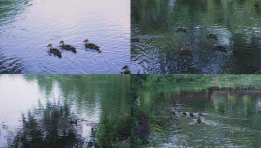 鸭子在西湖湖面上悠闲游泳荡起涟漪高清在线视频素材下载
