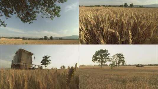 麦田小麦收割机高清在线视频素材下载